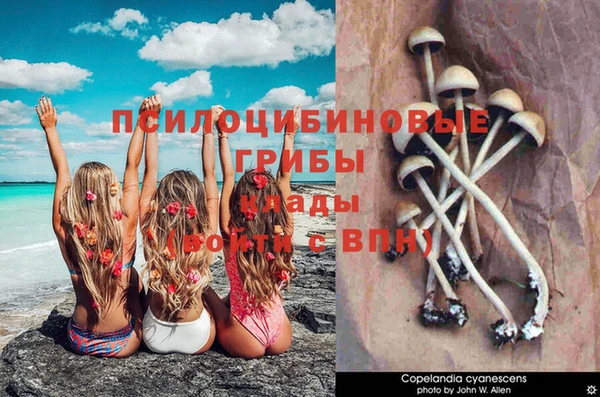 apvp Аркадак